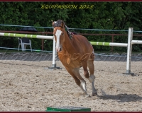 1-13JUIN 0911